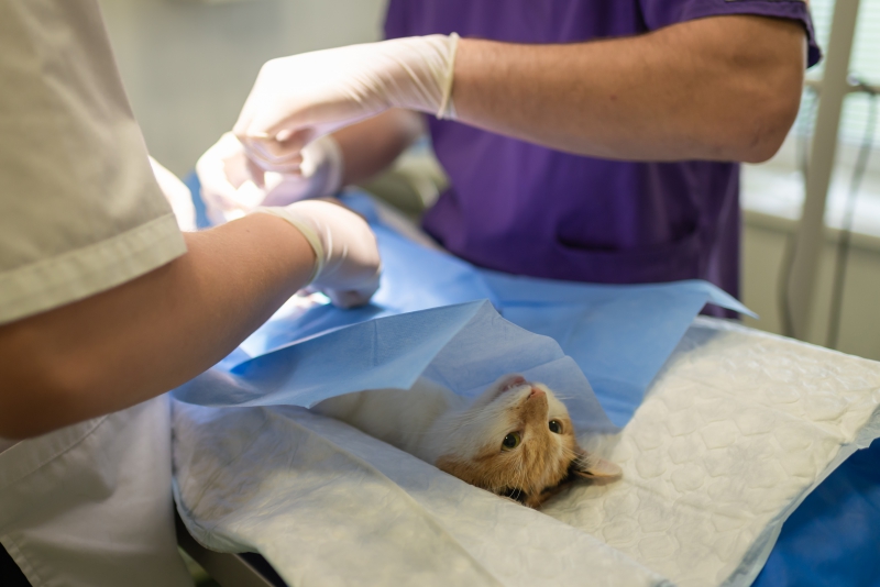 veterinaire-ANTIBES-min_health-4385852